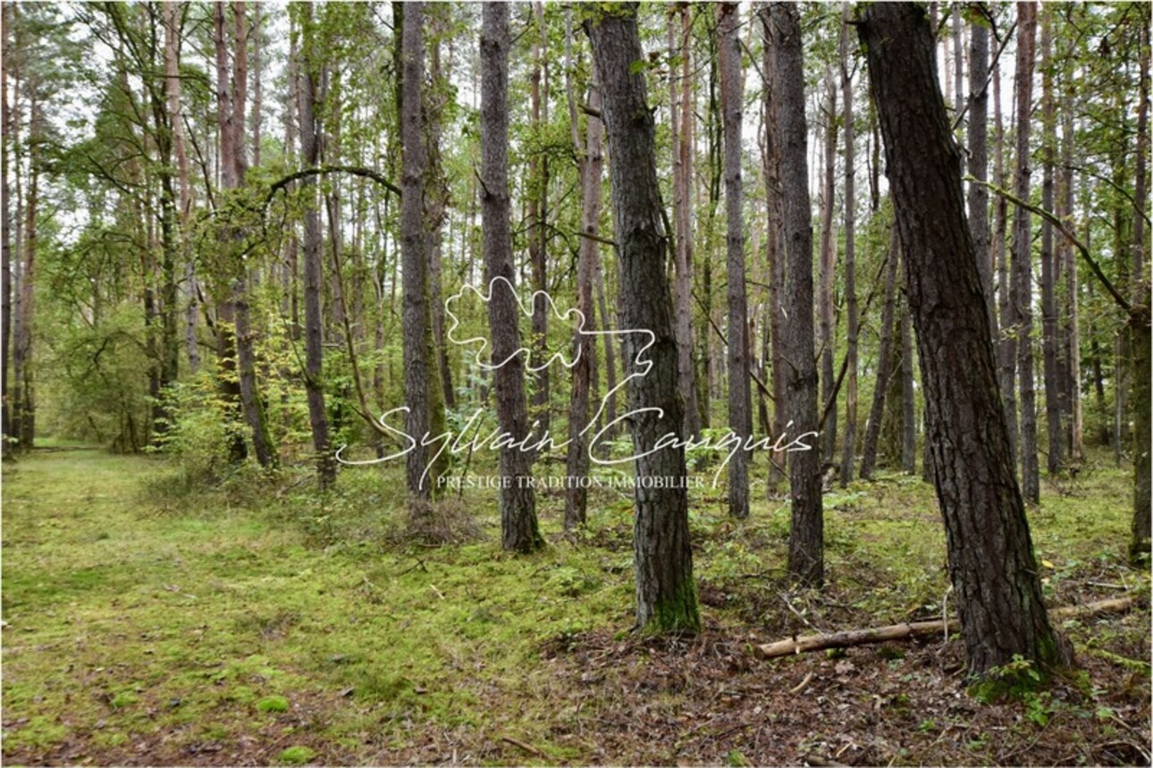 Photos 7 - Forest - Propriété d'Agrément et de Pêche à vendre - SAINT MARTIN D'ABBAT (45)