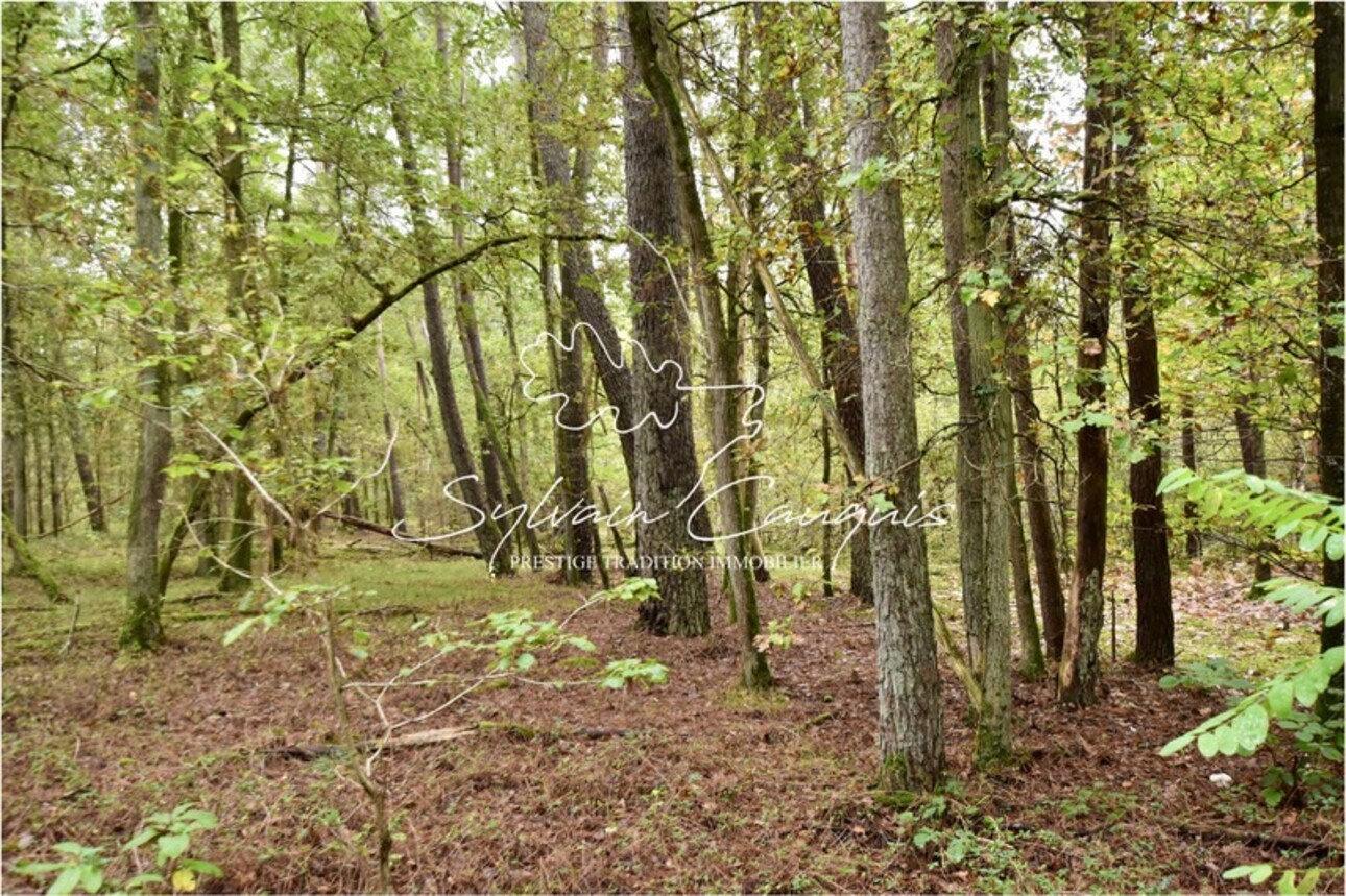 Photos 8 - Forest - Propriété d'Agrément et de Pêche à vendre - SAINT MARTIN D'ABBAT (45)