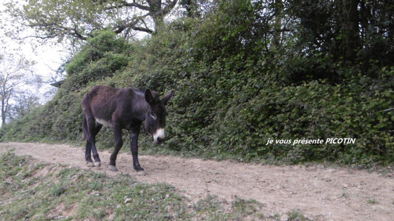 Photos 17 - Tourist - Dpt Landes (40), for sale GEAUNE property P5 - Land of 18,770.00 m²