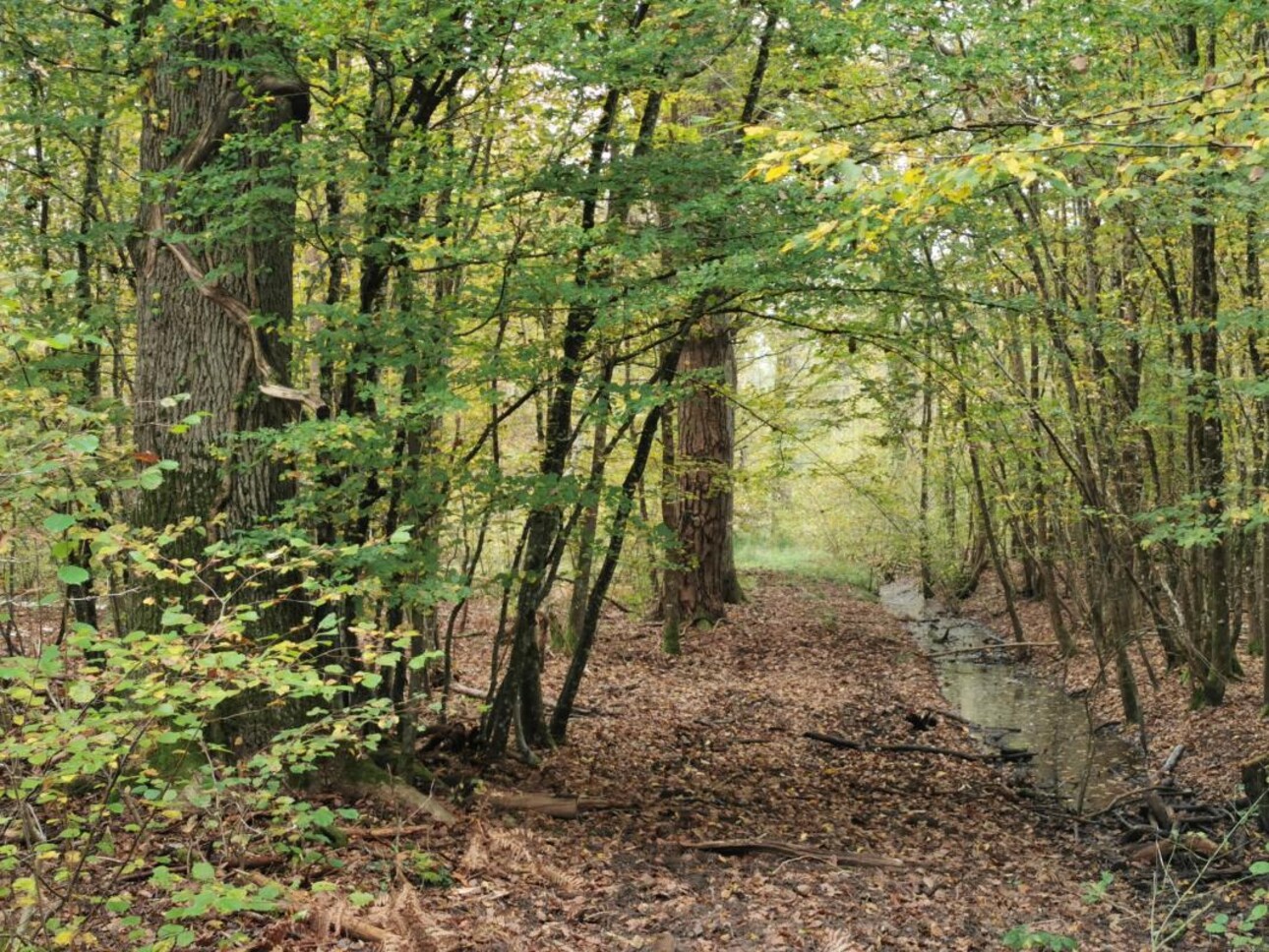 Photos 1 - Forestière - TERRITOIRE DE CHASSE SUR 46HA