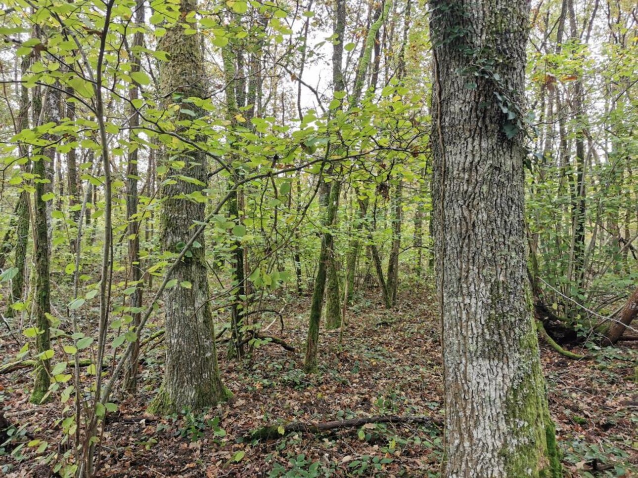 Photos 4 - Forestière - TERRITOIRE DE CHASSE SUR 46HA