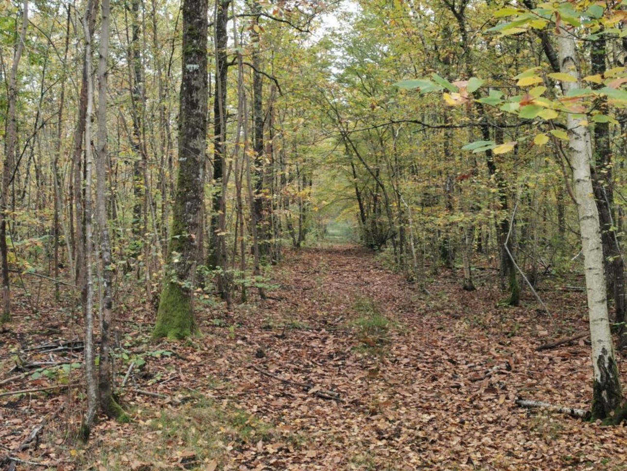 Photos 5 - Forestière - TERRITOIRE DE CHASSE SUR 46HA