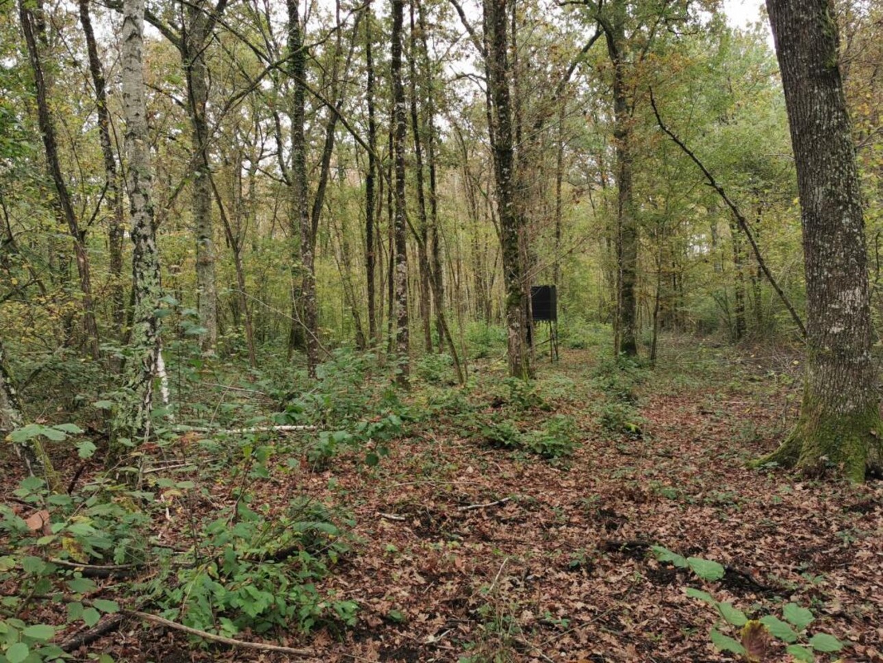 Photos 6 - Forestière - TERRITOIRE DE CHASSE SUR 46HA