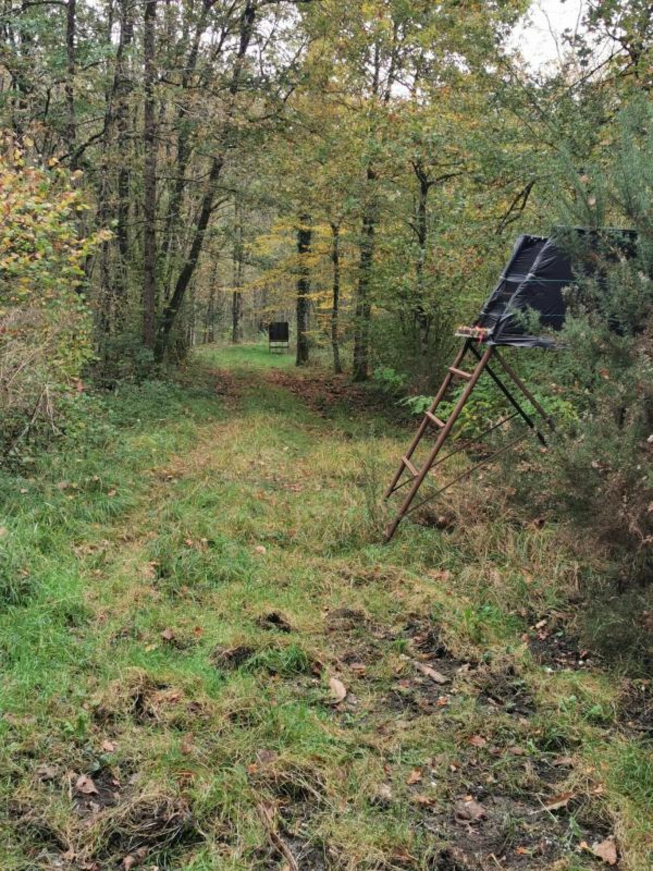 Photos 8 - Forestière - TERRITOIRE DE CHASSE SUR 46HA