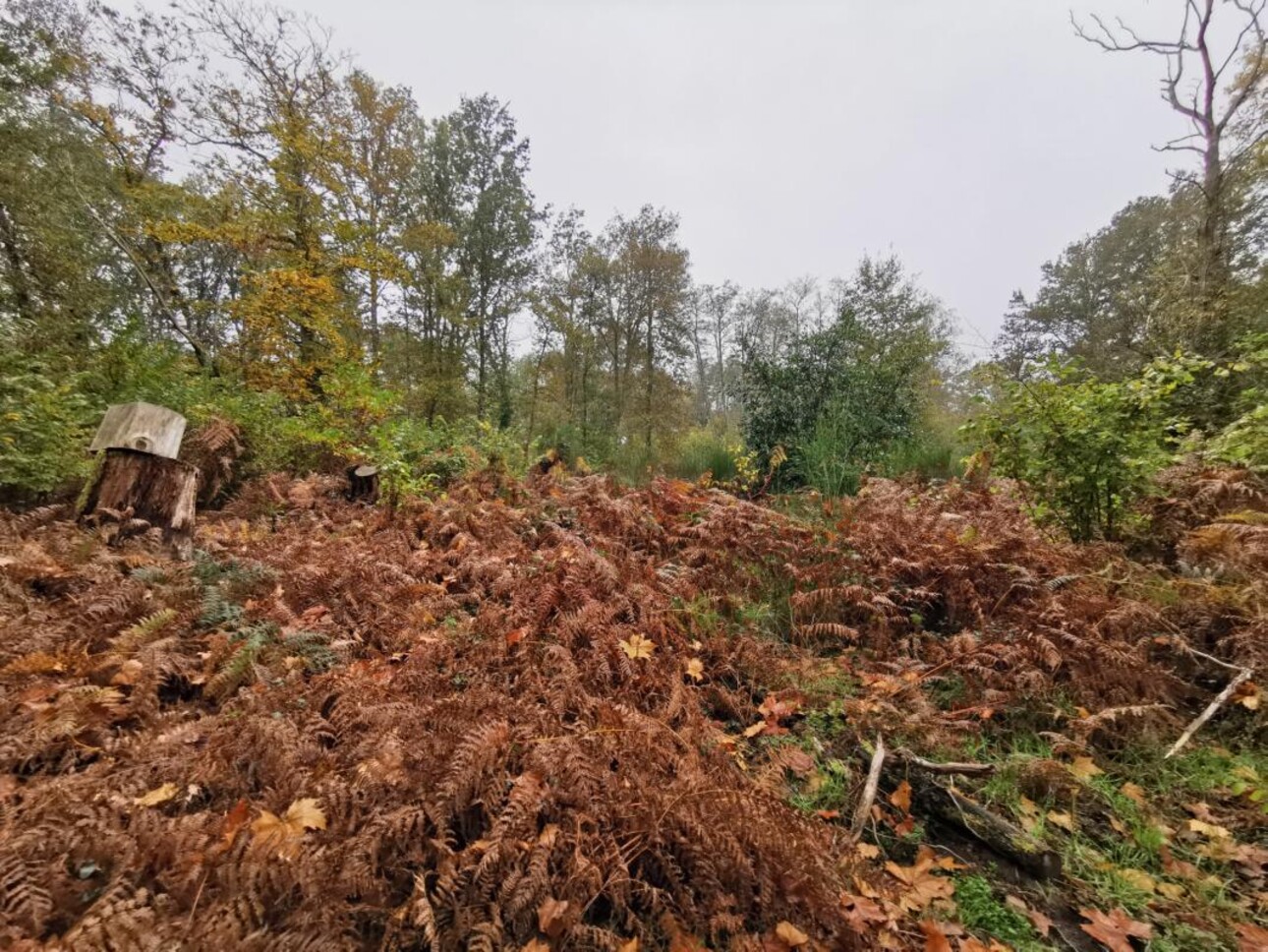 Photos 10 - Forestière - TERRITOIRE DE CHASSE SUR 46HA