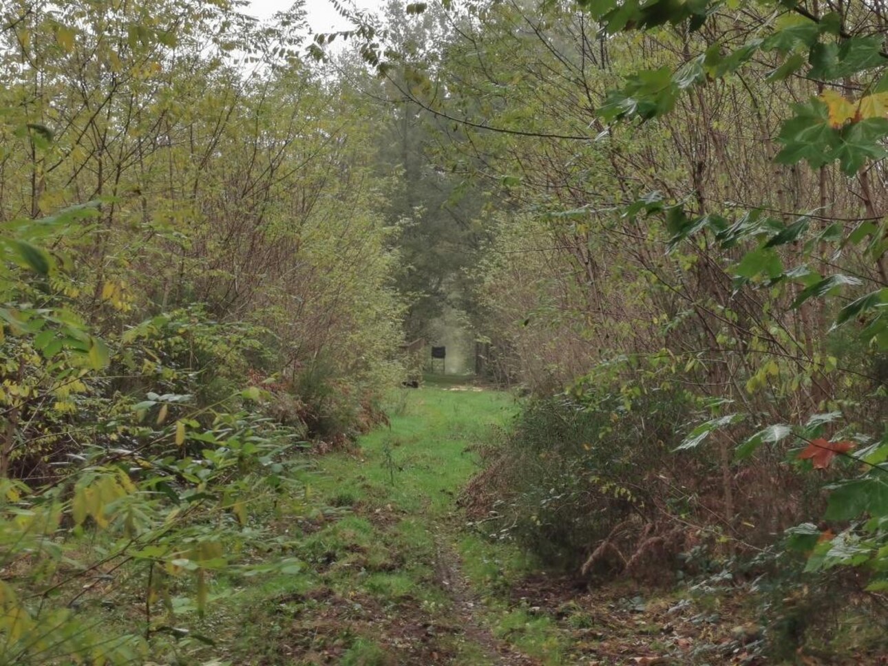 Photos 11 - Forestière - TERRITOIRE DE CHASSE SUR 46HA