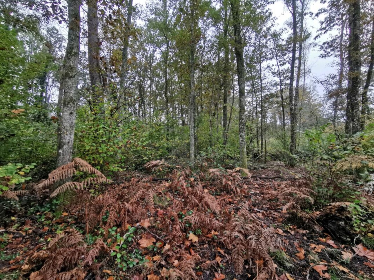 Photos 12 - Forestière - TERRITOIRE DE CHASSE SUR 46HA