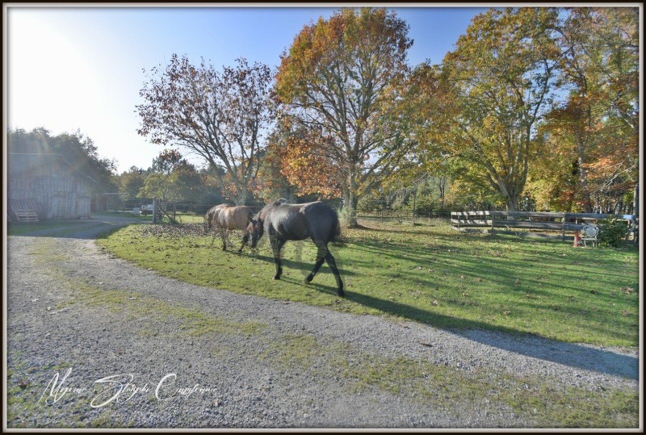 Photos 27 - Équestre - PROCHE DE BISCARROSSE Propriété à vendre T10 de 360 m² environ (40) SUR 5 HECTARES