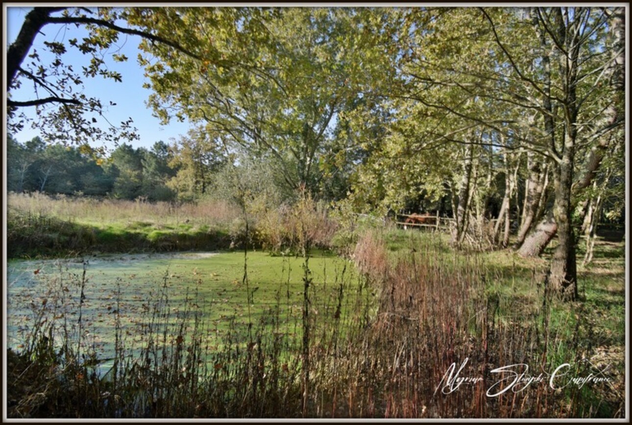 Photos 32 - Équestre - PROCHE DE BISCARROSSE Propriété à vendre T10 de 360 m² environ (40) SUR 5 HECTARES