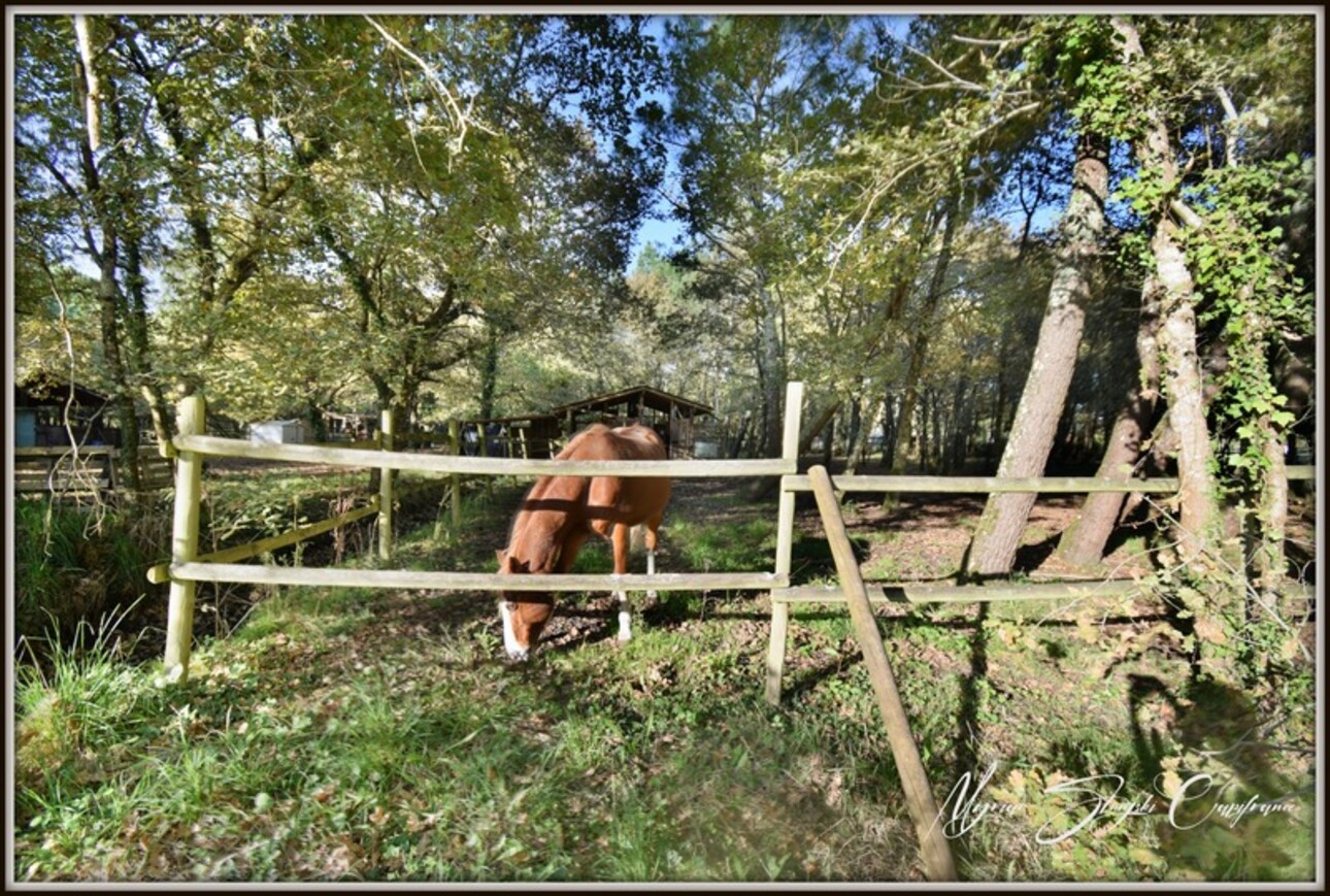 Photos 35 - Équestre - PROCHE DE BISCARROSSE Propriété à vendre T10 de 360 m² environ (40) SUR 5 HECTARES