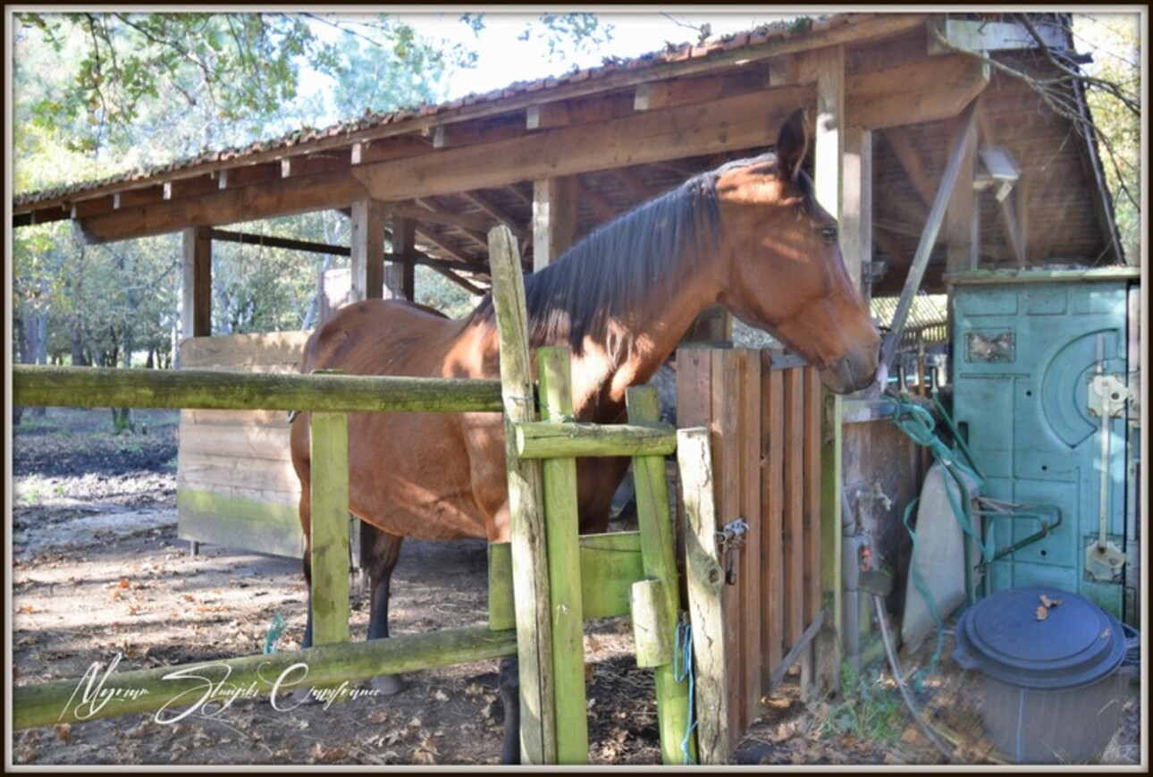 Photos 36 - Équestre - PROCHE DE BISCARROSSE Propriété à vendre T10 de 360 m² environ (40) SUR 5 HECTARES