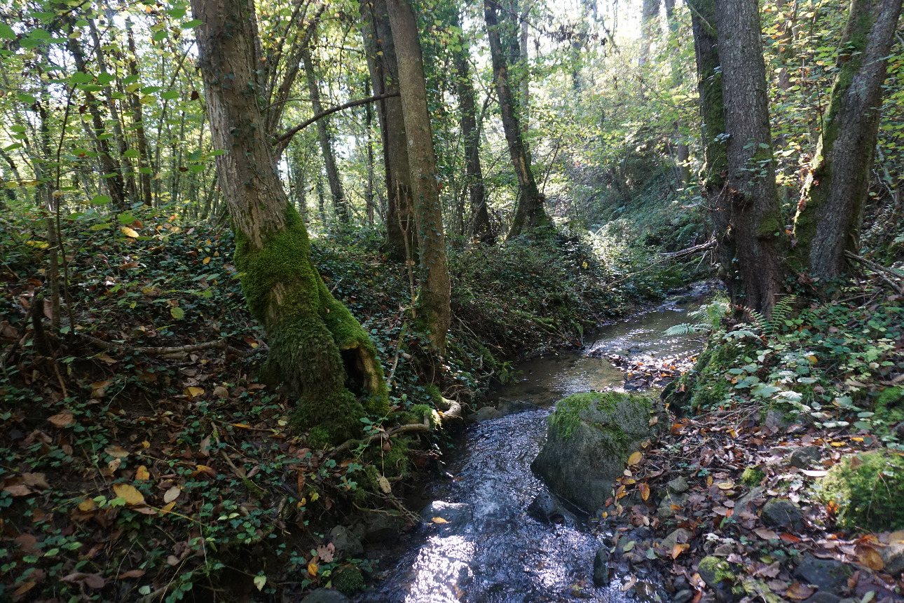 Photos 5 - Forest - Forêt mixte péri-urbaine de 5,8 ha dans le Puy-de-Dôme