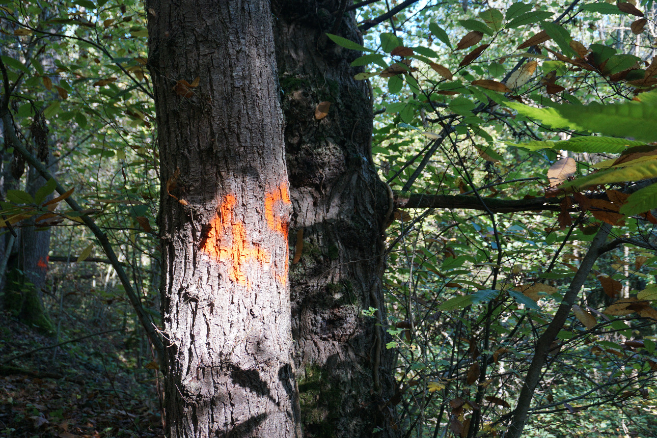 Photos 7 - Forest - Forêt mixte péri-urbaine de 5,8 ha dans le Puy-de-Dôme