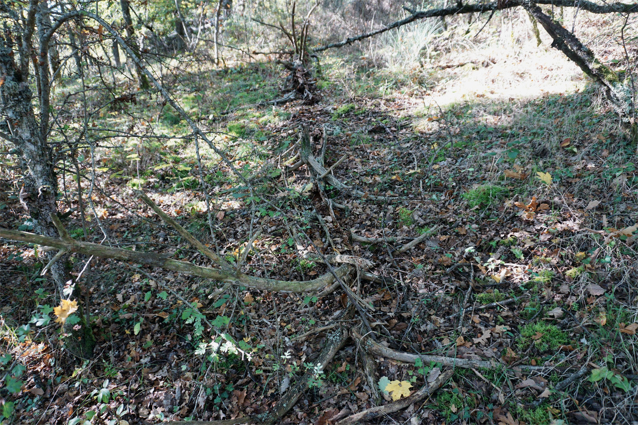 Photos 8 - Forest - Forêt mixte péri-urbaine de 5,8 ha dans le Puy-de-Dôme