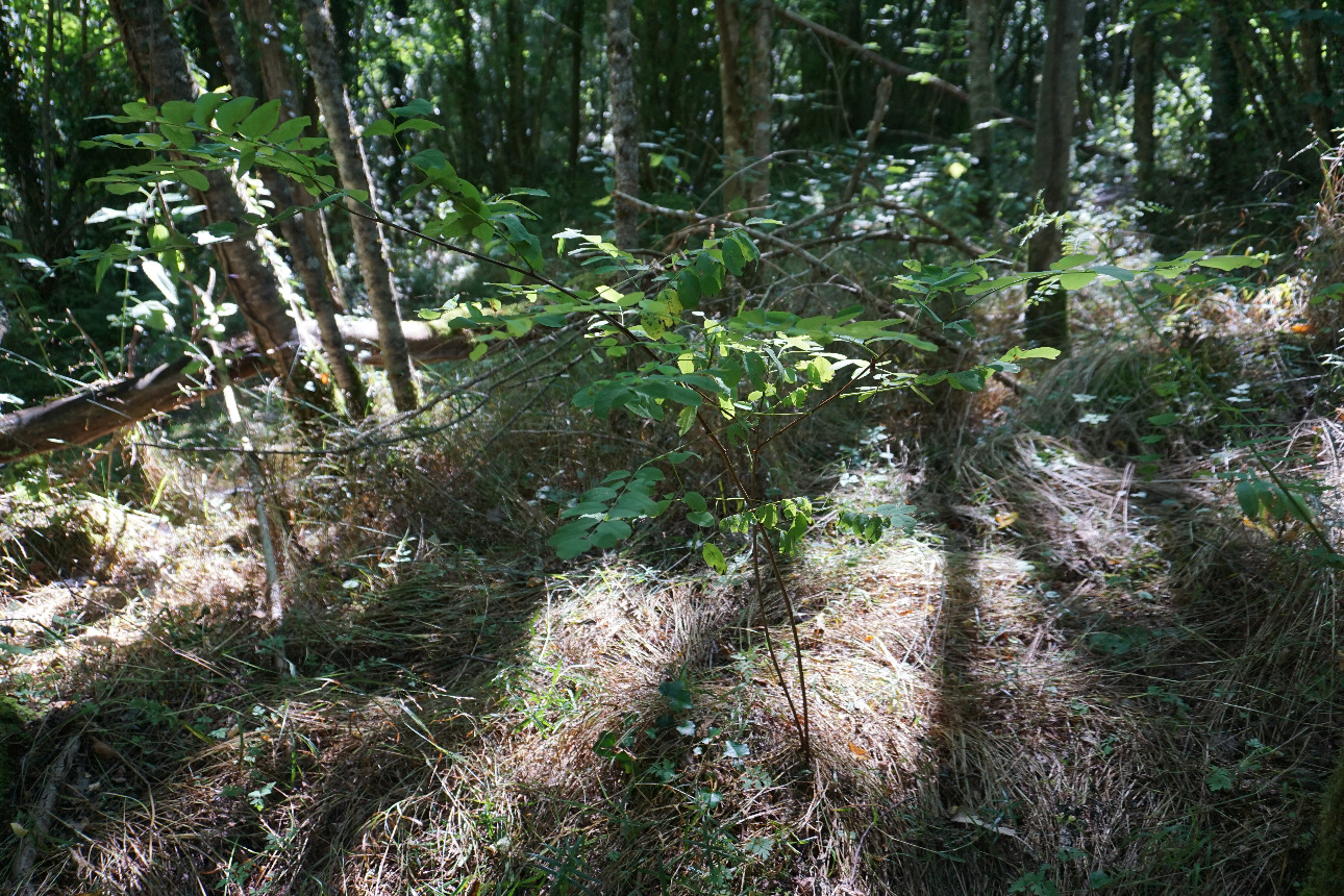 Photos 9 - Forest - Forêt mixte péri-urbaine de 5,8 ha dans le Puy-de-Dôme