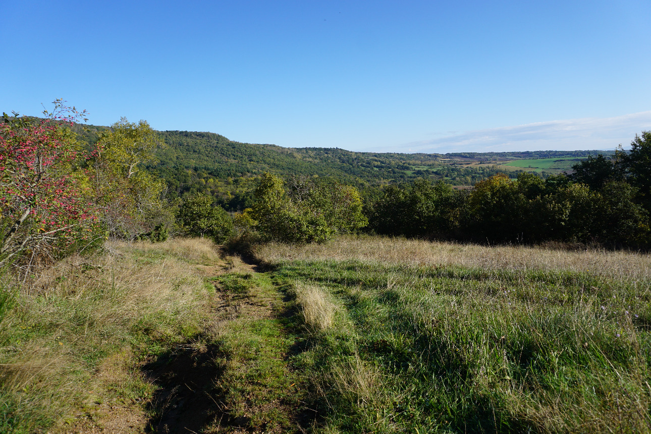 Photos 10 - Forest - Forêt mixte péri-urbaine de 5,8 ha dans le Puy-de-Dôme