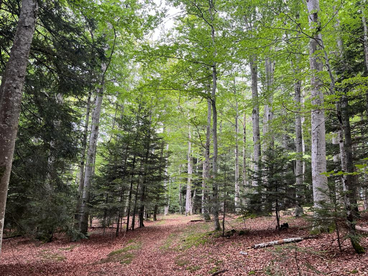 Photos 1 - Forestière - Forêt mixte de 28 ha dans le Livradois Forez