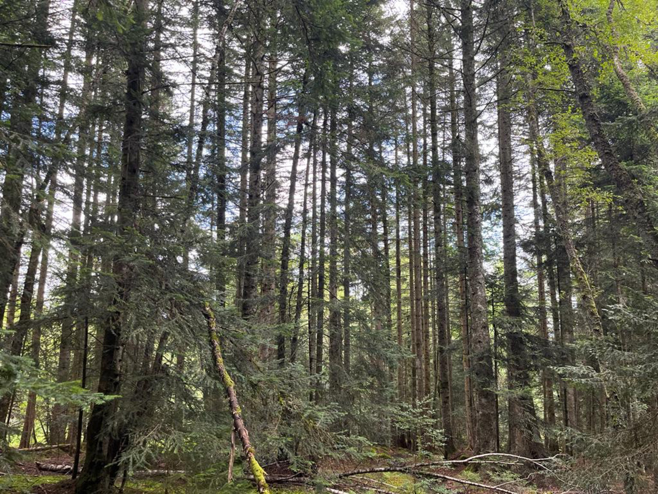 Photos 2 - Forestière - Forêt mixte de 28 ha dans le Livradois Forez