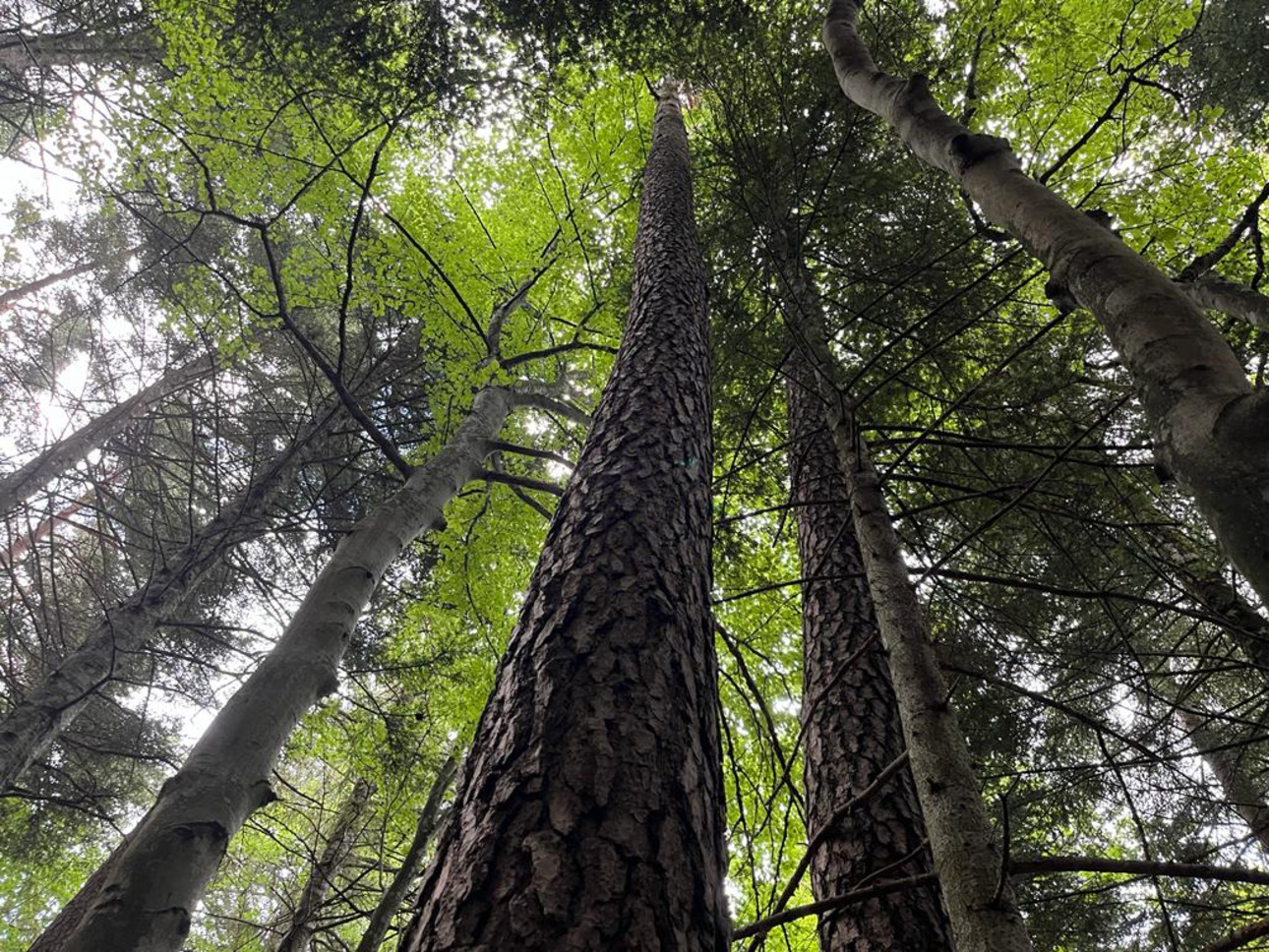 Photos 3 - Forestière - Forêt mixte de 28 ha dans le Livradois Forez