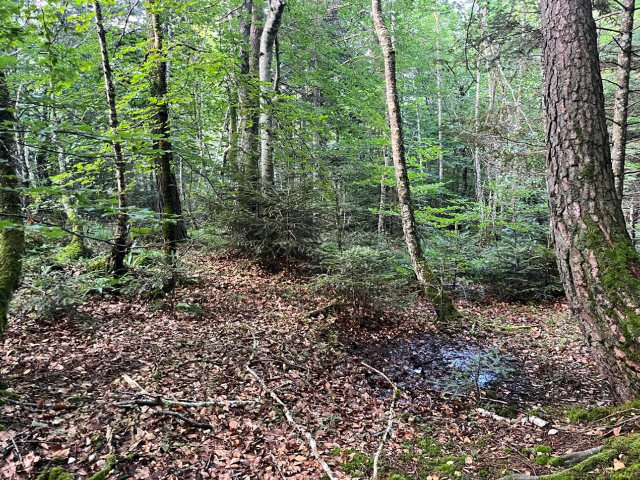 Photos 4 - Forestière - Forêt mixte de 28 ha dans le Livradois Forez