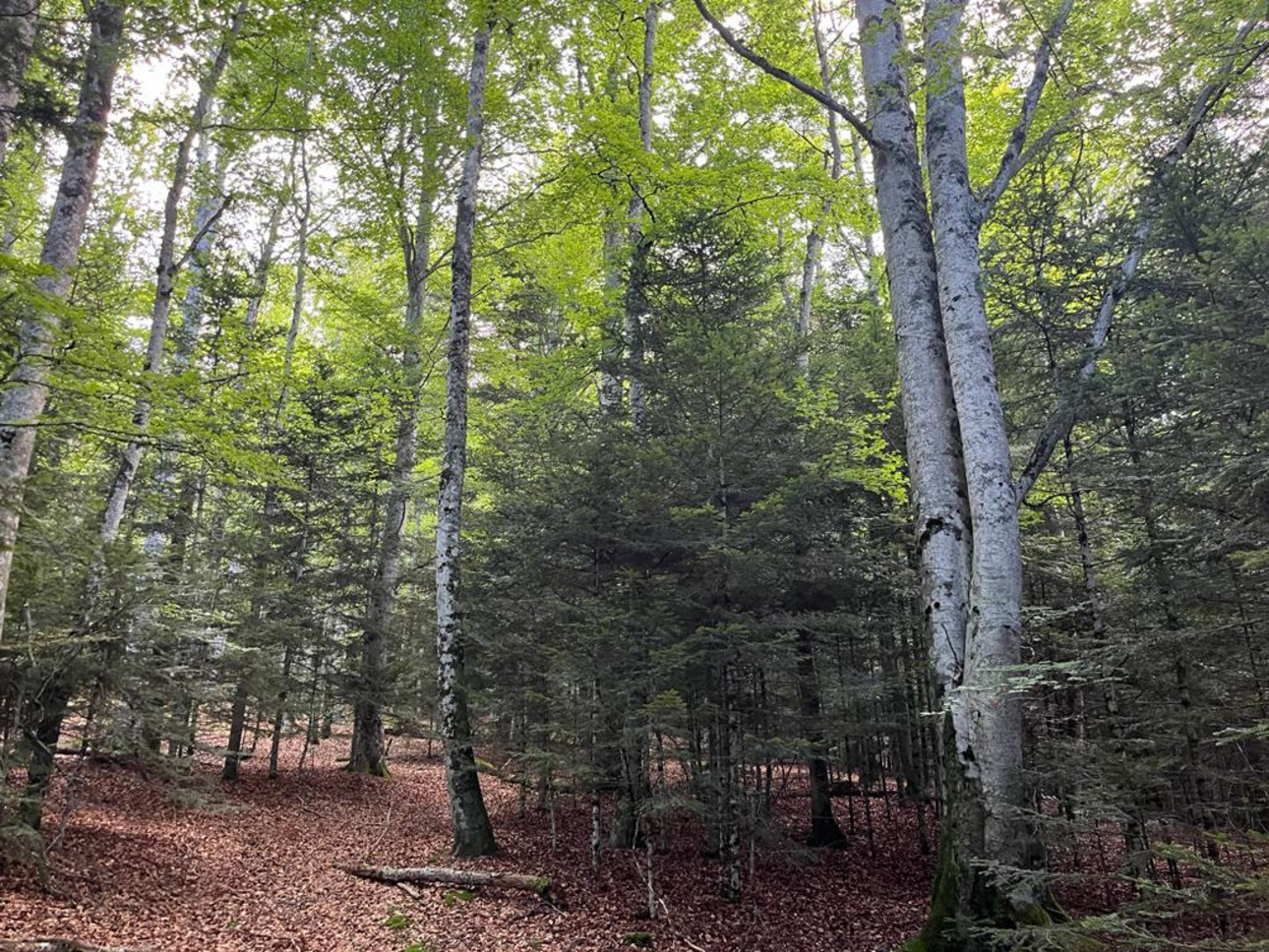 Photos 5 - Forestière - Forêt mixte de 28 ha dans le Livradois Forez