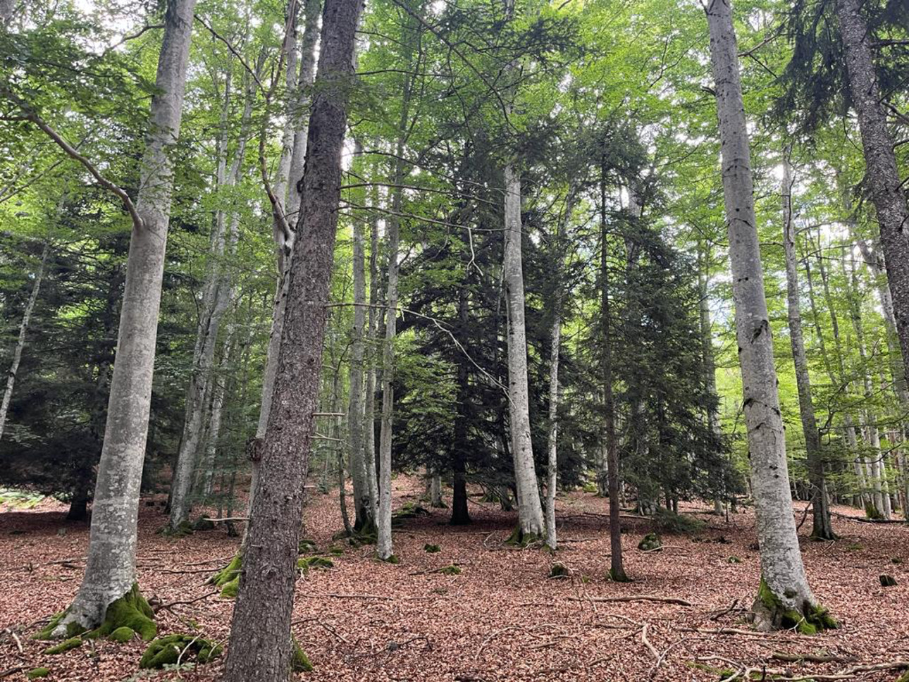 Photos 8 - Forestière - Forêt mixte de 28 ha dans le Livradois Forez