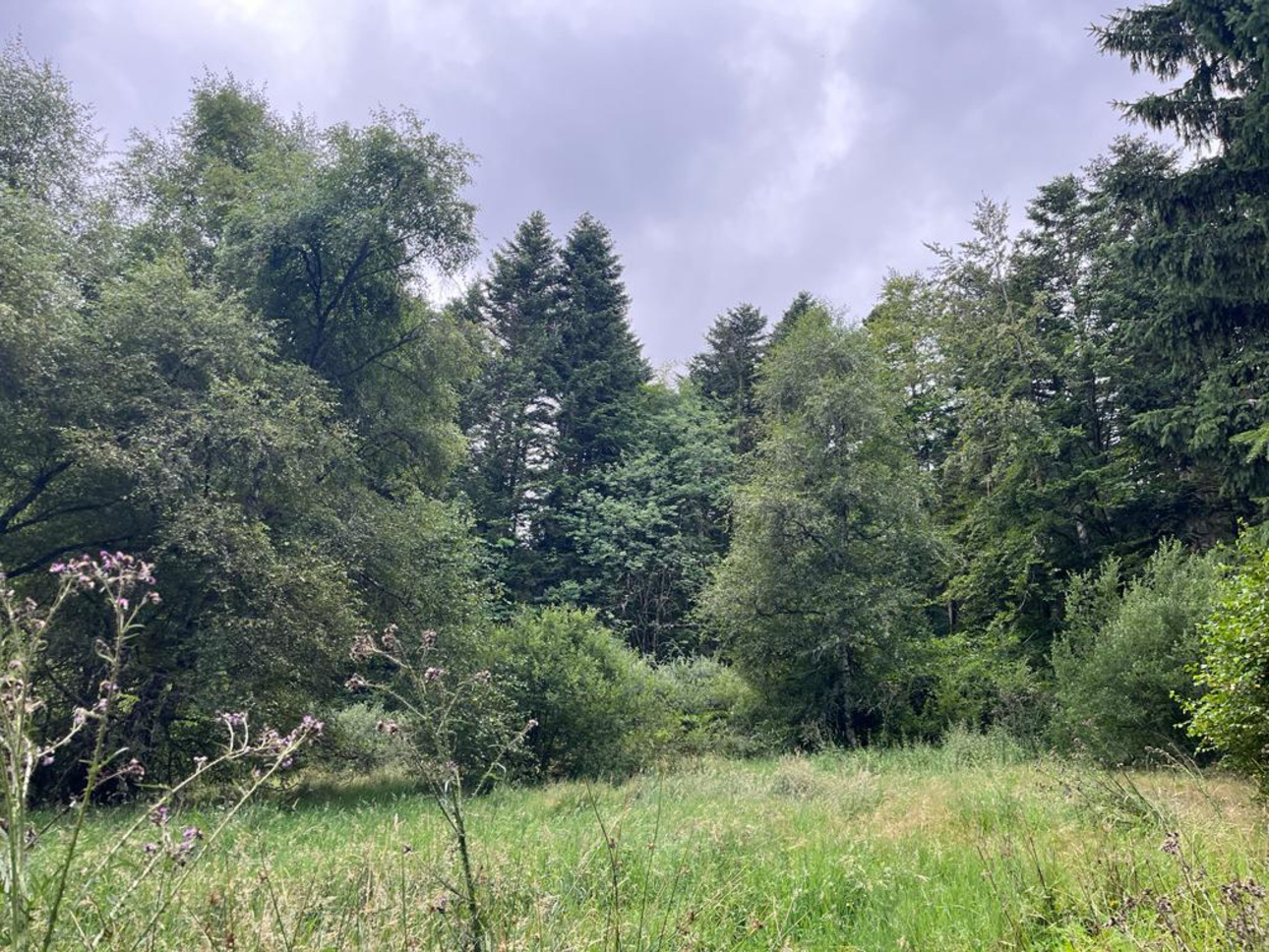 Photos 9 - Forestière - Forêt mixte de 28 ha dans le Livradois Forez