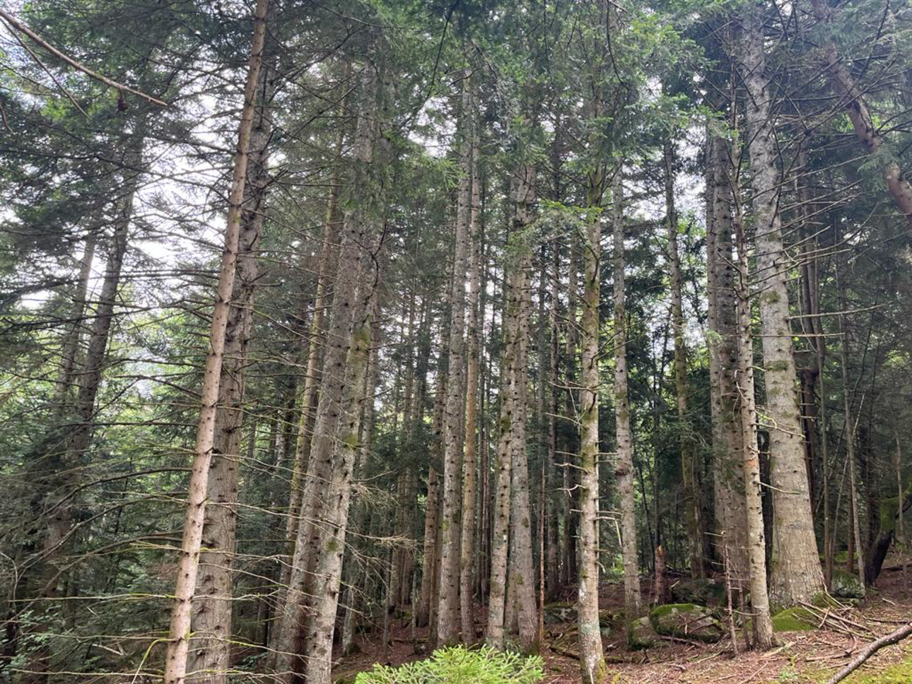 Photos 10 - Forestière - Forêt mixte de 28 ha dans le Livradois Forez