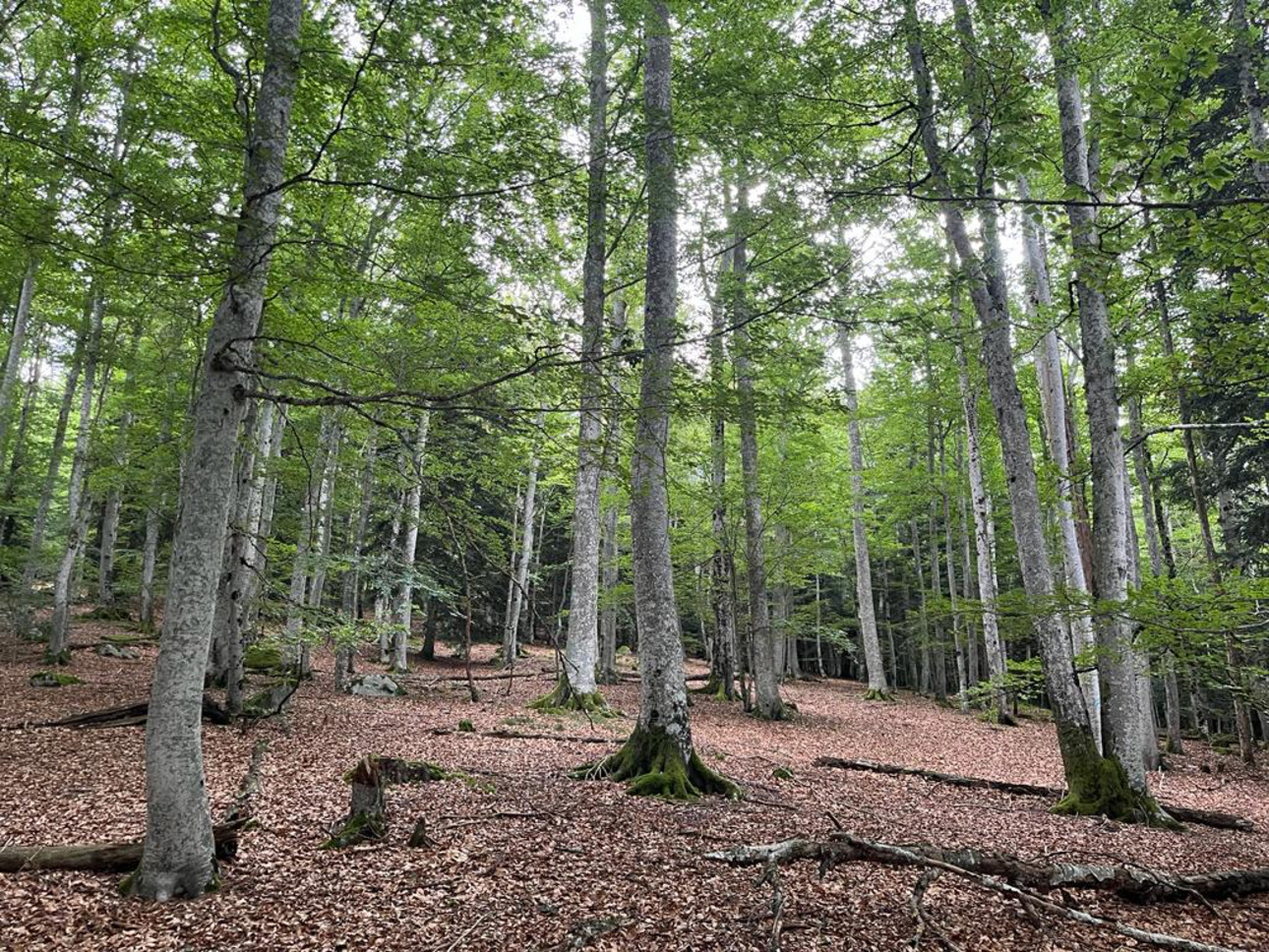 Photos 11 - Forestière - Forêt mixte de 28 ha dans le Livradois Forez