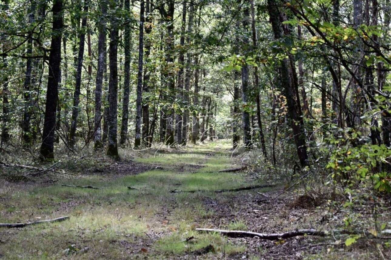 Photos 9 - Forestière - Domaine de Chasse et d'Agrément - Maison de Maître - Rendez vous de Chasse - Maison de Gardien - Maison d'Amis - Ferme - Dépendances - Etangs - Forêt