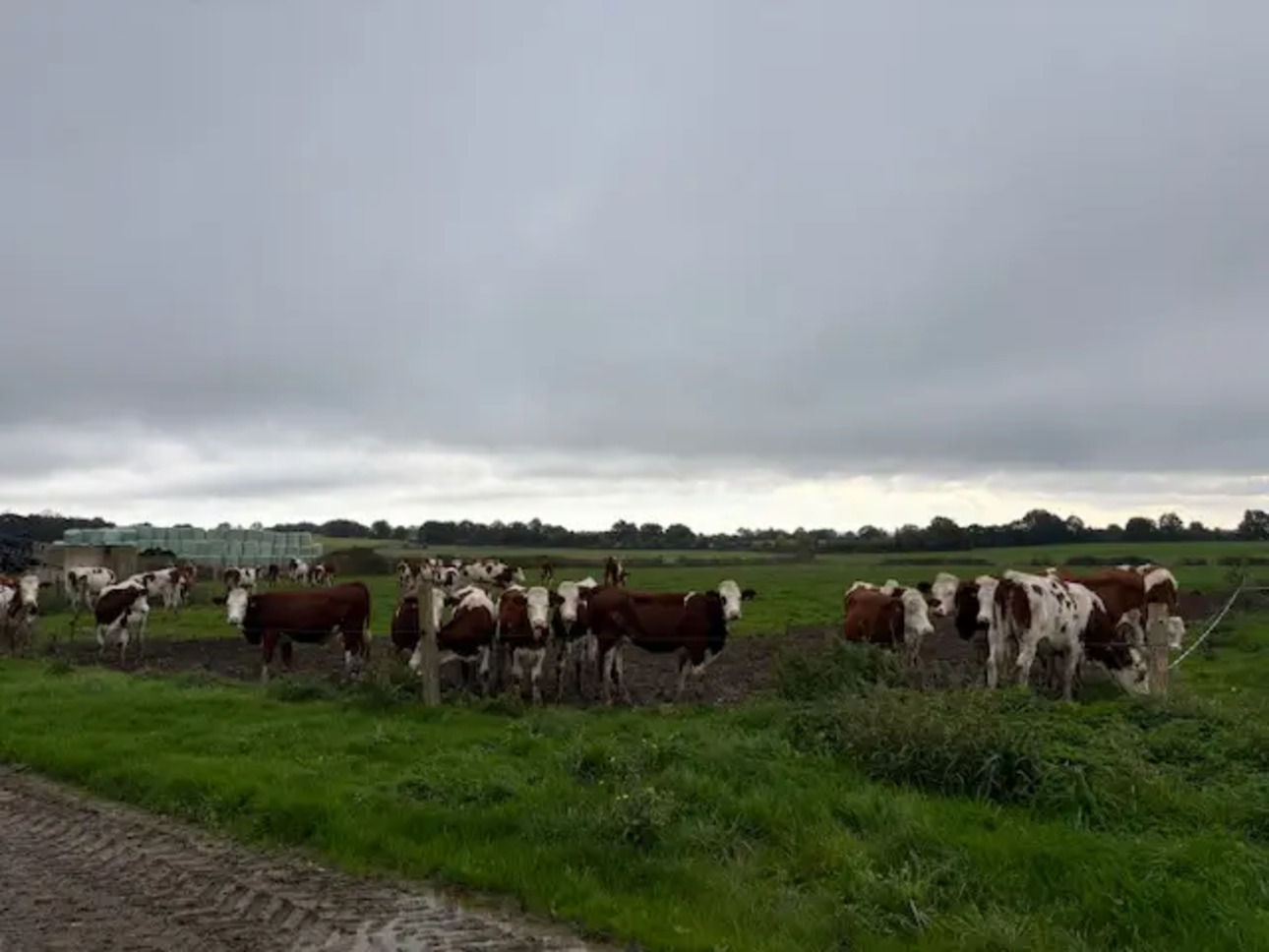 Photos 4 - Agricole - PAYS DE LOIRE - MAYENNE - EXPLOITATION LAITIERE ET VOLAILLES DENVIRON 154 HECTARES.