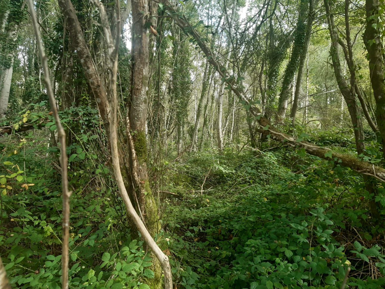 Photos 1 - Forestière - Forêt mixte de 8,1 ha dans le Limousin