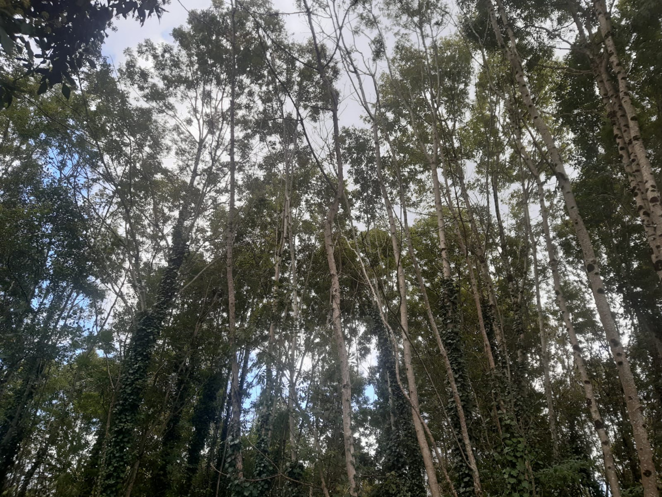 Photos 2 - Forest - Forêt mixte de 8,1 ha dans le Limousin