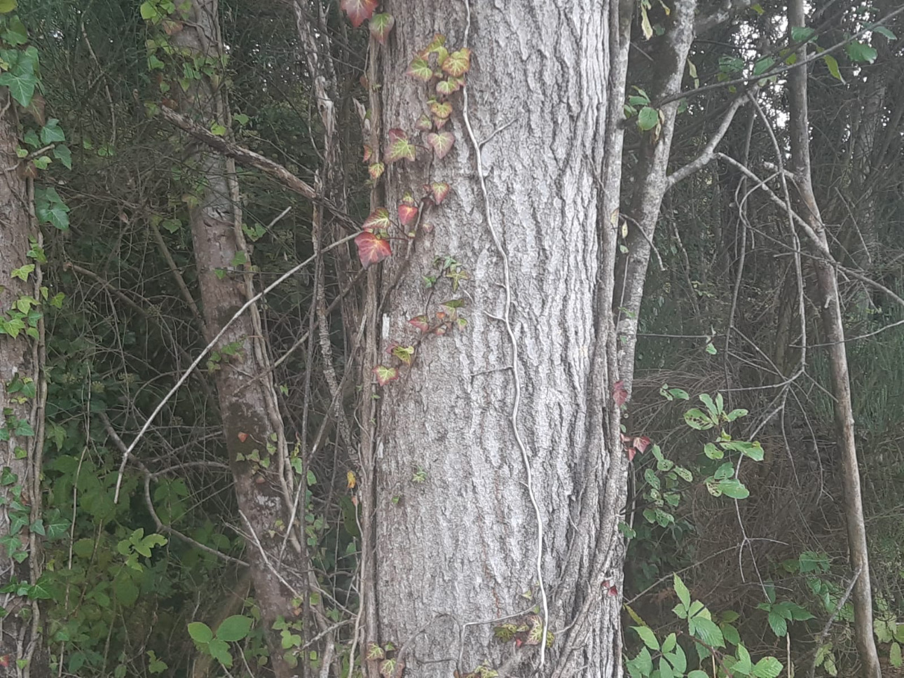 Photos 3 - Forest - Forêt mixte de 8,1 ha dans le Limousin