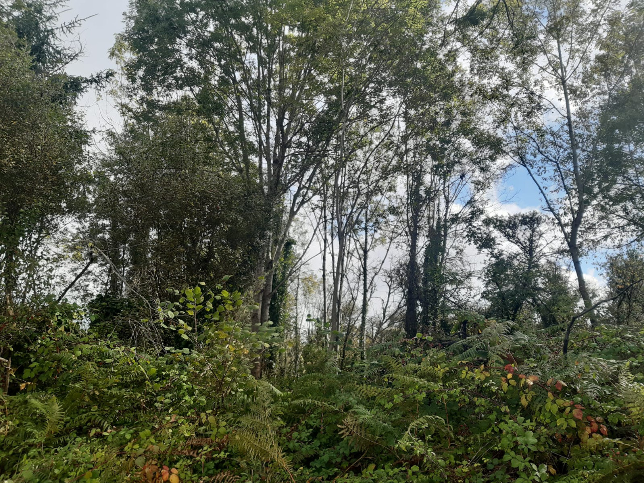 Photos 4 - Forestière - Forêt mixte de 8,1 ha dans le Limousin