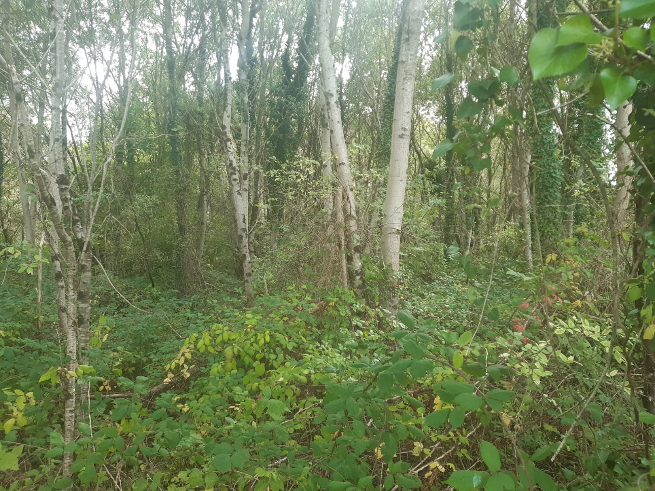 Photos 6 - Forestière - Forêt mixte de 8,1 ha dans le Limousin