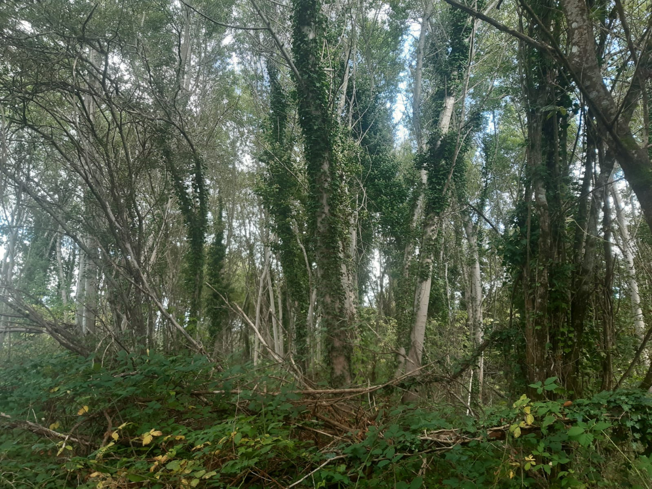 Photos 8 - Forestière - Forêt mixte de 8,1 ha dans le Limousin