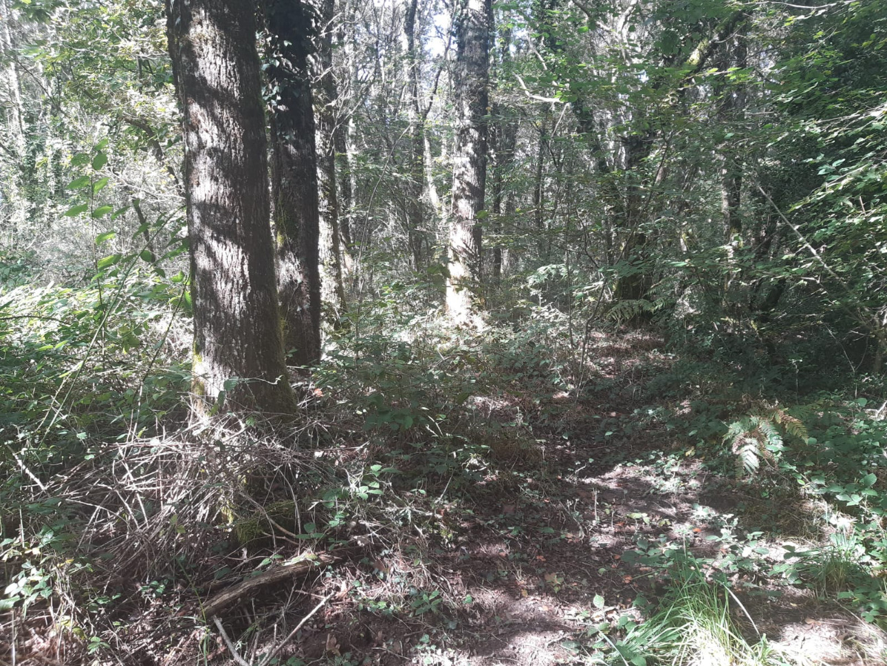 Photos 9 - Forestière - Forêt mixte de 8,1 ha dans le Limousin