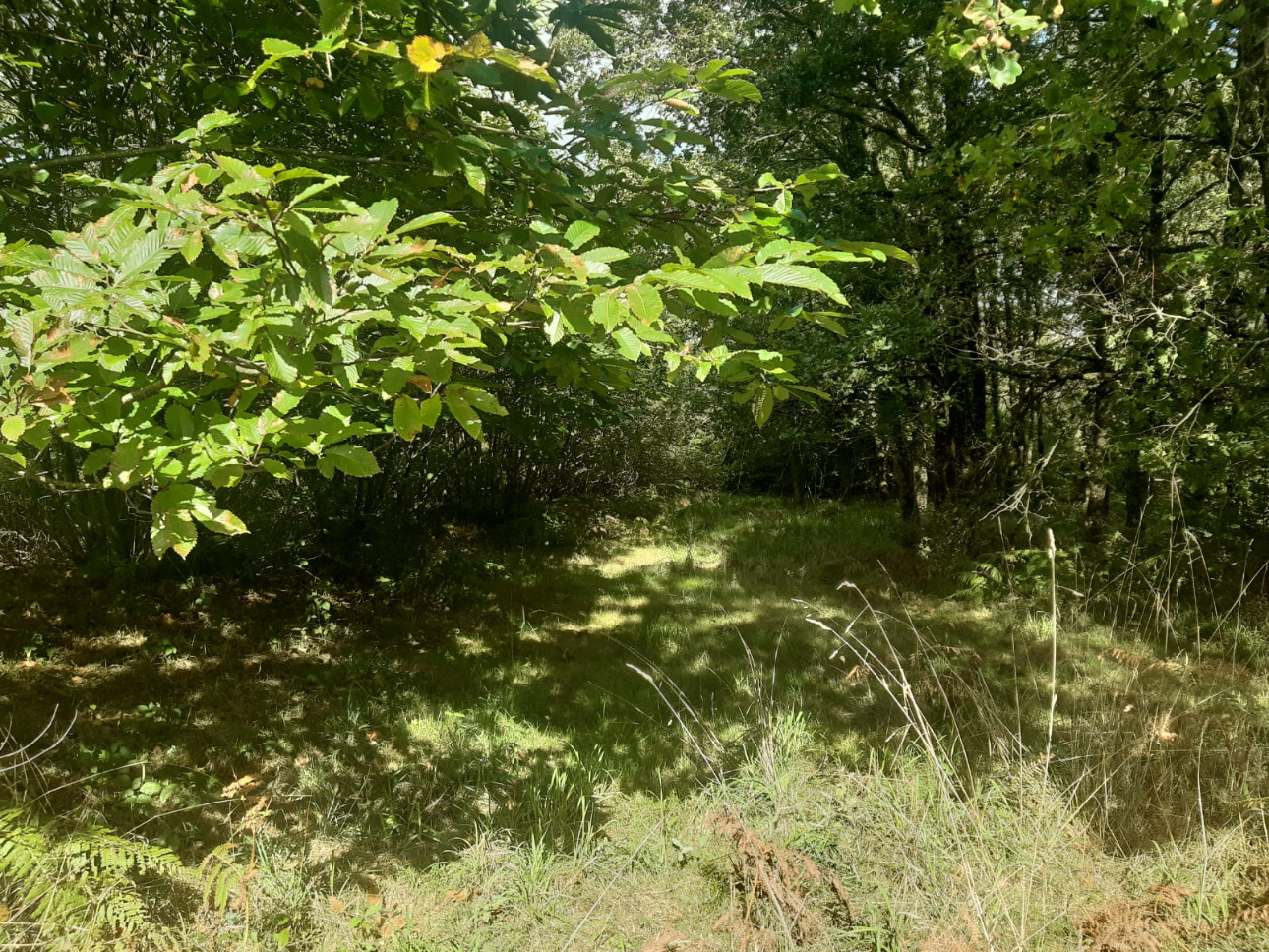 Photos 10 - Forestière - Forêt mixte de 8,1 ha dans le Limousin