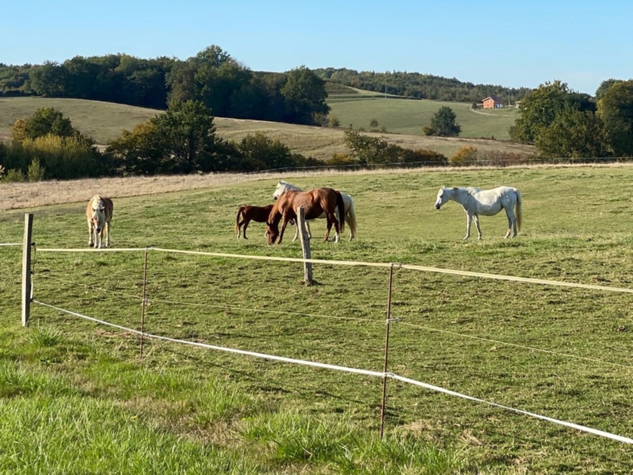 Photos 11 - Équestre - Dpt Gers (32), à vendre proche de LUPIAC propriété équeste - P14 de 375 m² - Terrain de 22 Ha - Plain pied