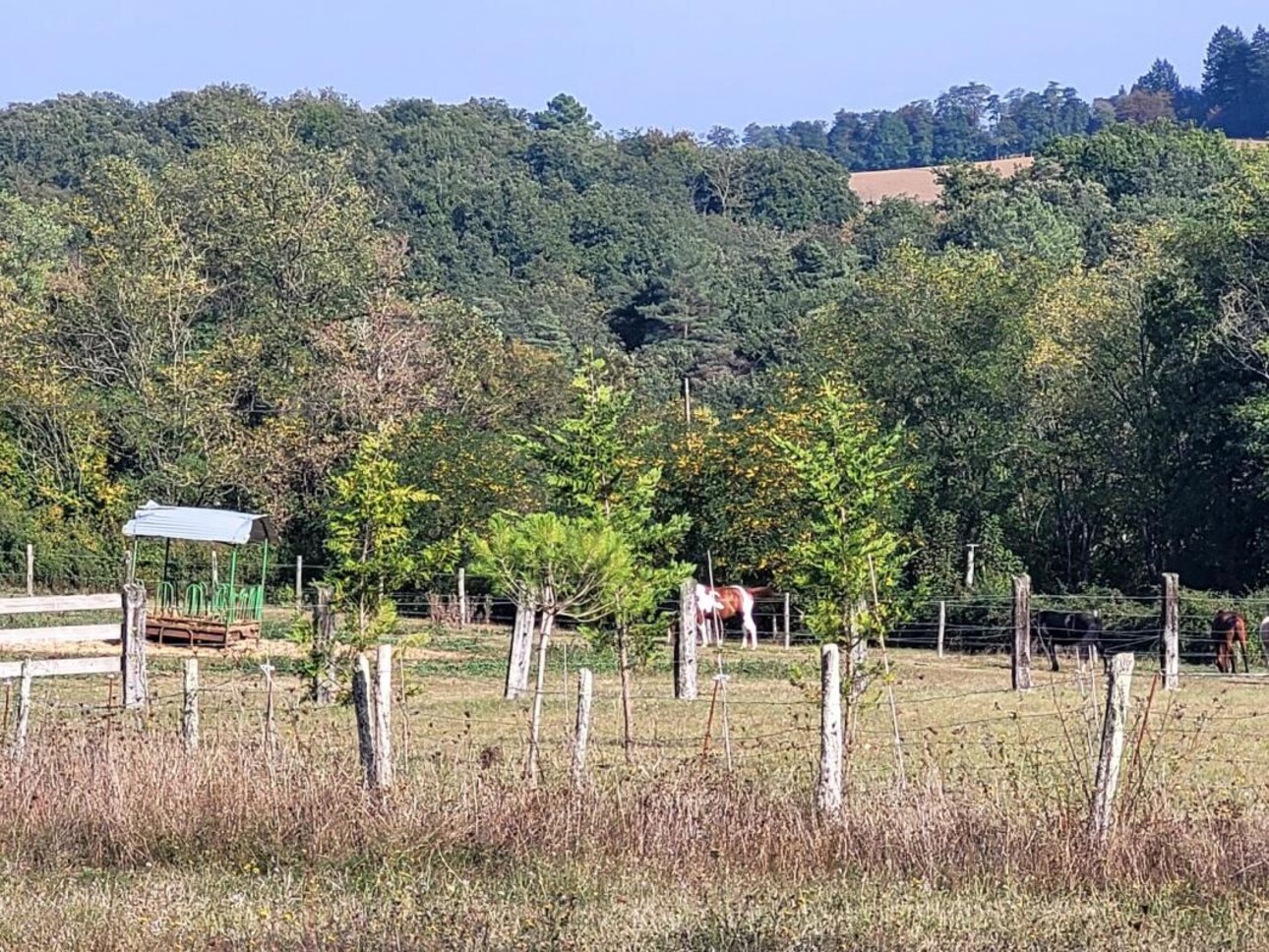 Photos 1 - Équestre - Terrain de loisir