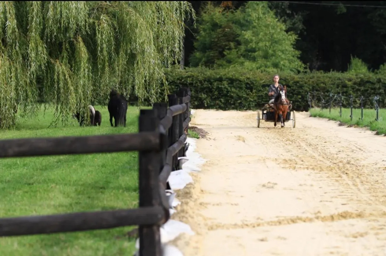 Photos 18 - Équestre - propriété equestre et poney club