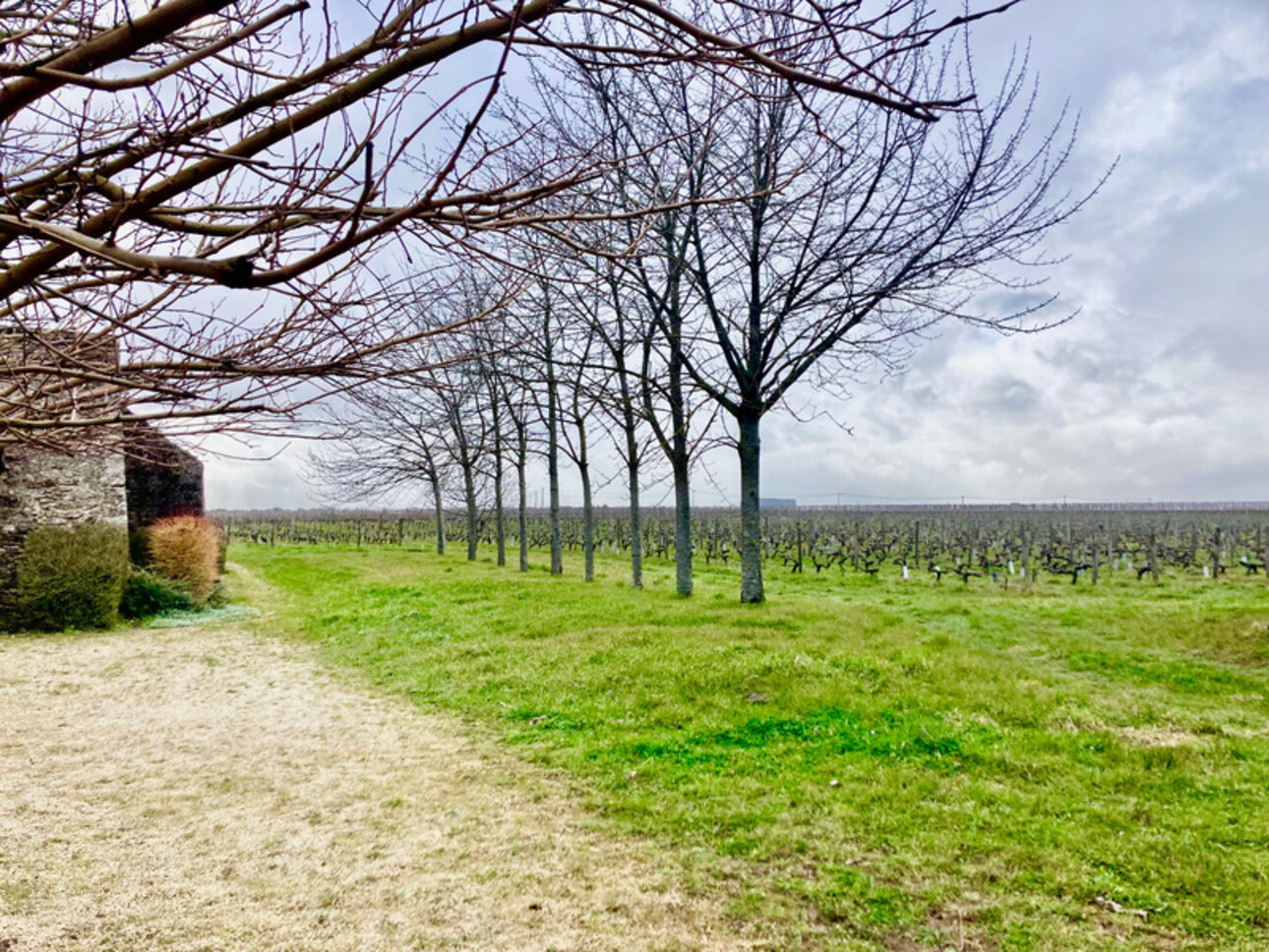 Photos 14 - Viticole - Dpt Maine et Loire (49), à vendre MONTREUIL BELLAY un MOULIN D'HABITATION AVEC DES VIGNES entiéremement restauré