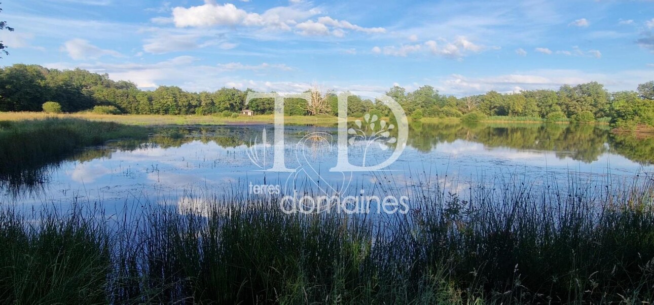 Photos 8 - Land - Bel étang en plein coeur de la Brenne