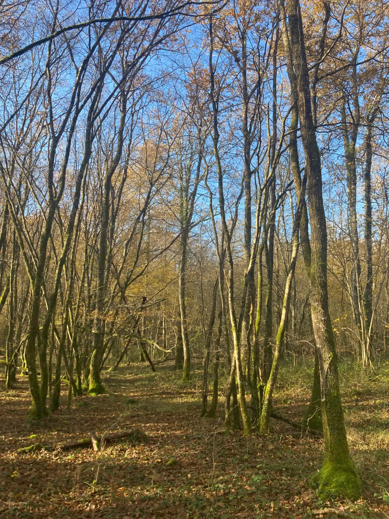 Photos 1 - Forestière - Vends belle forêt feuillue - 20ha environ - Périgord Vert