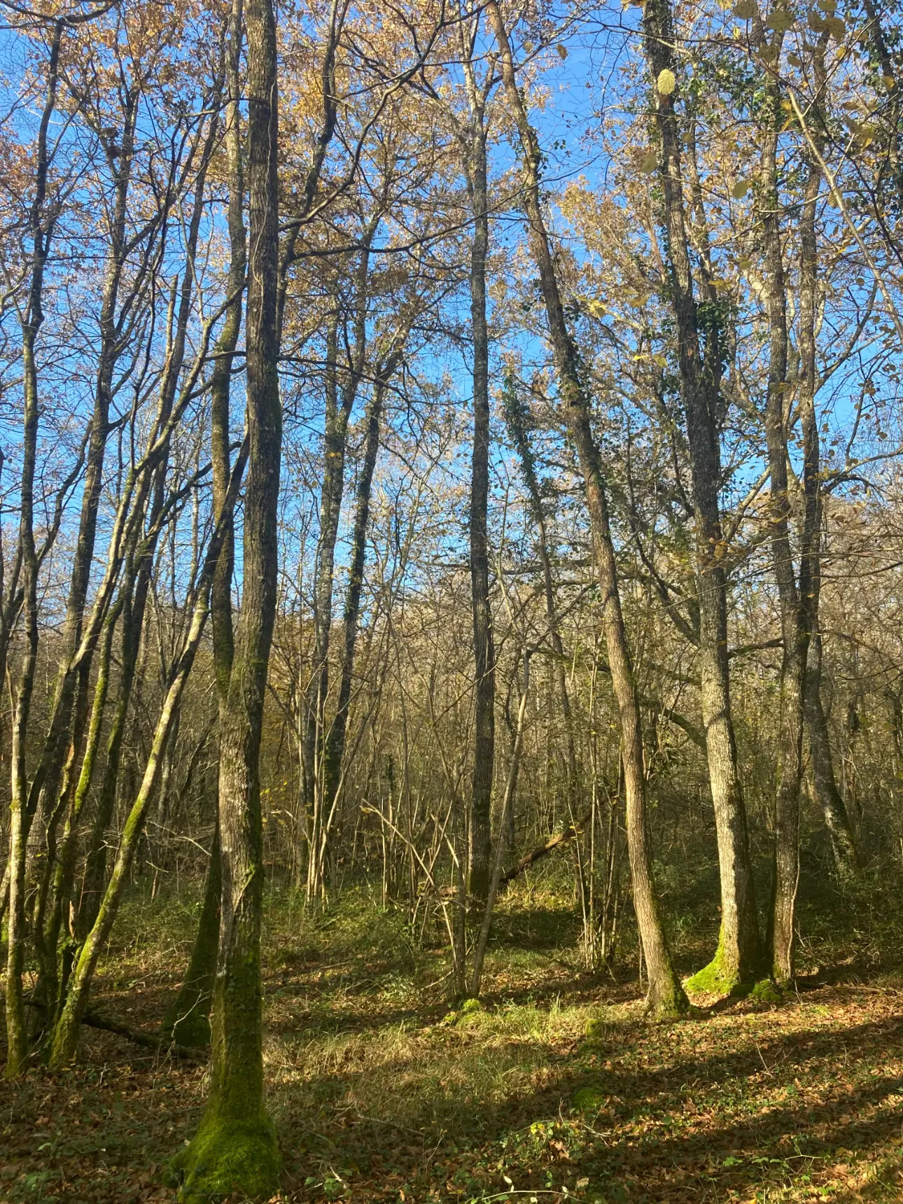 Photos 2 - Forestière - Vends belle forêt feuillue - 20ha environ - Périgord Vert