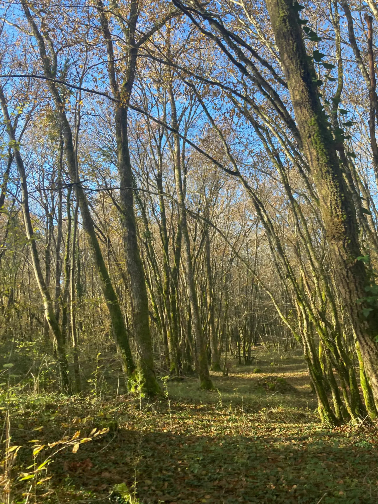 Photos 3 - Forestière - Vends belle forêt feuillue - 20ha environ - Périgord Vert