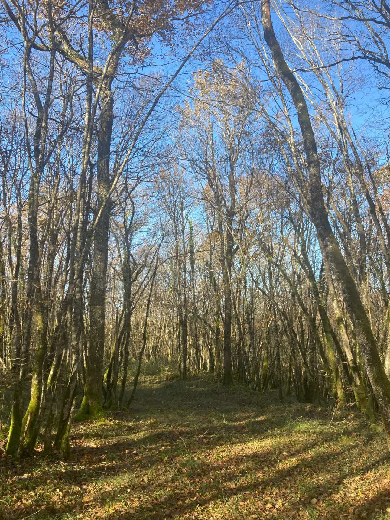 Photos 4 - Forest - Sell ​​deciduous forest - approximately 20ha - Périgord Vert