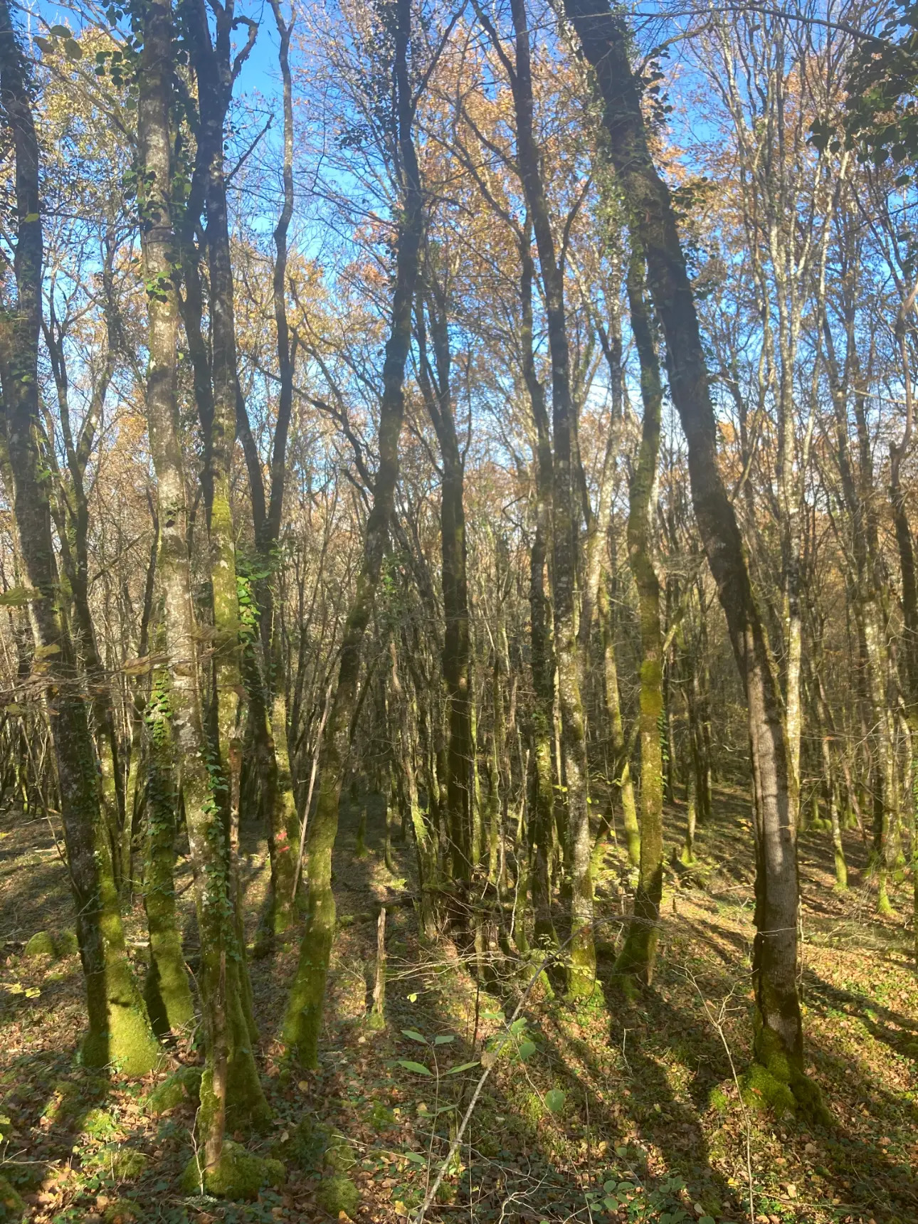 Photos 5 - Forest - Sell ​​deciduous forest - approximately 20ha - Périgord Vert