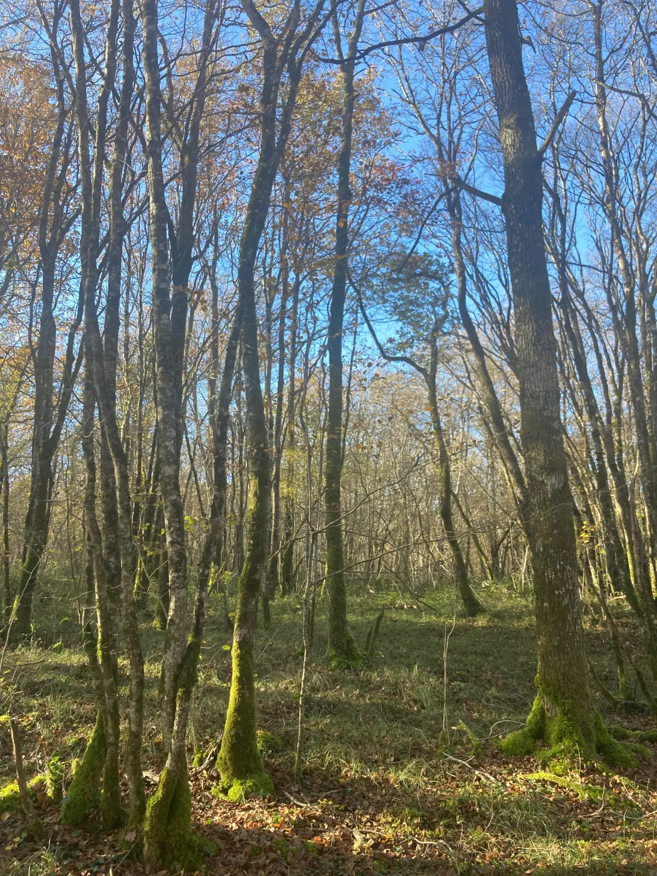 Photos 6 - Forest - Sell ​​deciduous forest - approximately 20ha - Périgord Vert